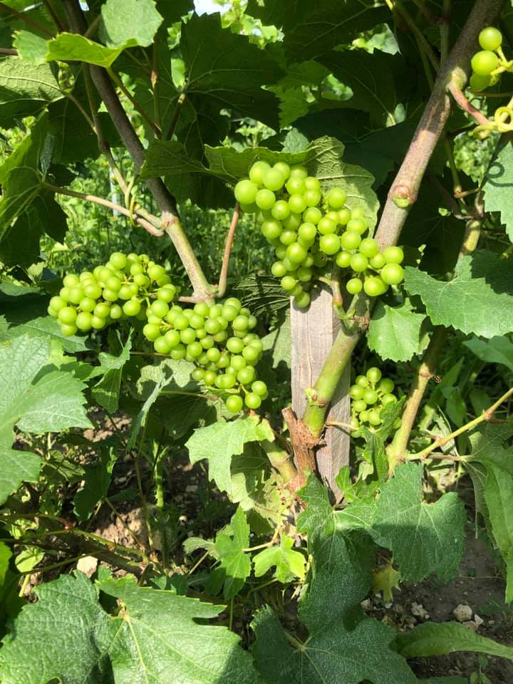 n vin ile de france coteaux montguichet chelles seine et marne