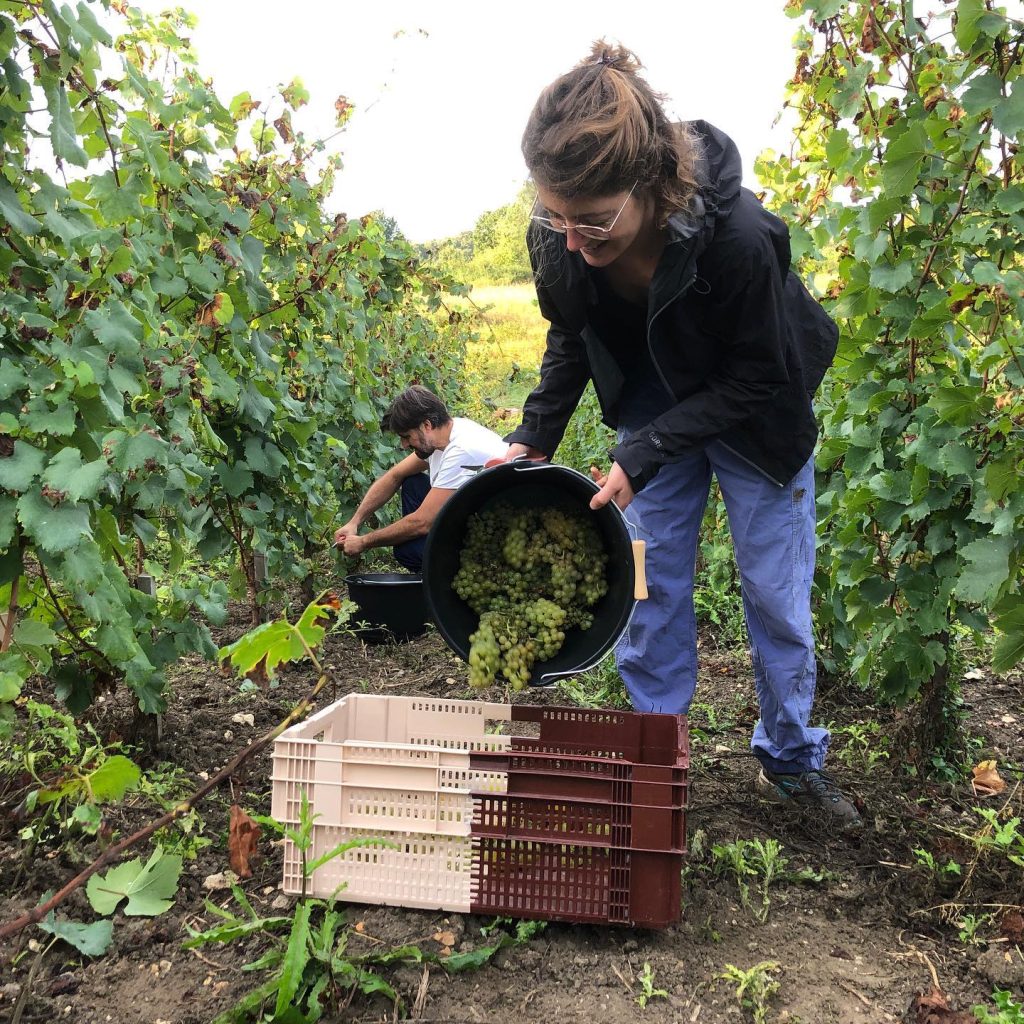 n vendanges coteaux montguichet chelles seine et marne