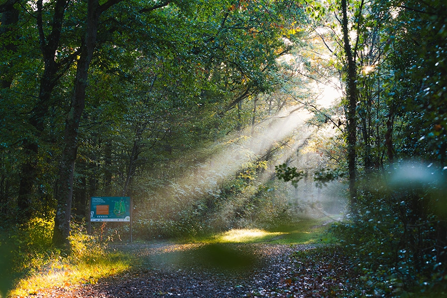 Espace Naturel Sensible Bois de la Rochette Seine et Marne