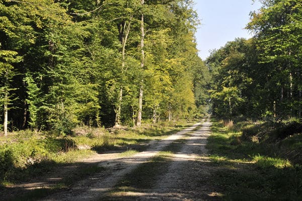 Forêt domaniale de Jouy © Béatrice Lecuyer Bibal