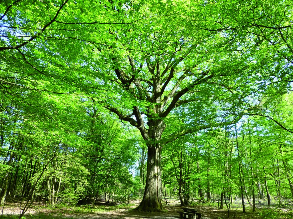 Forêt Ferrières © JB CAPVM x