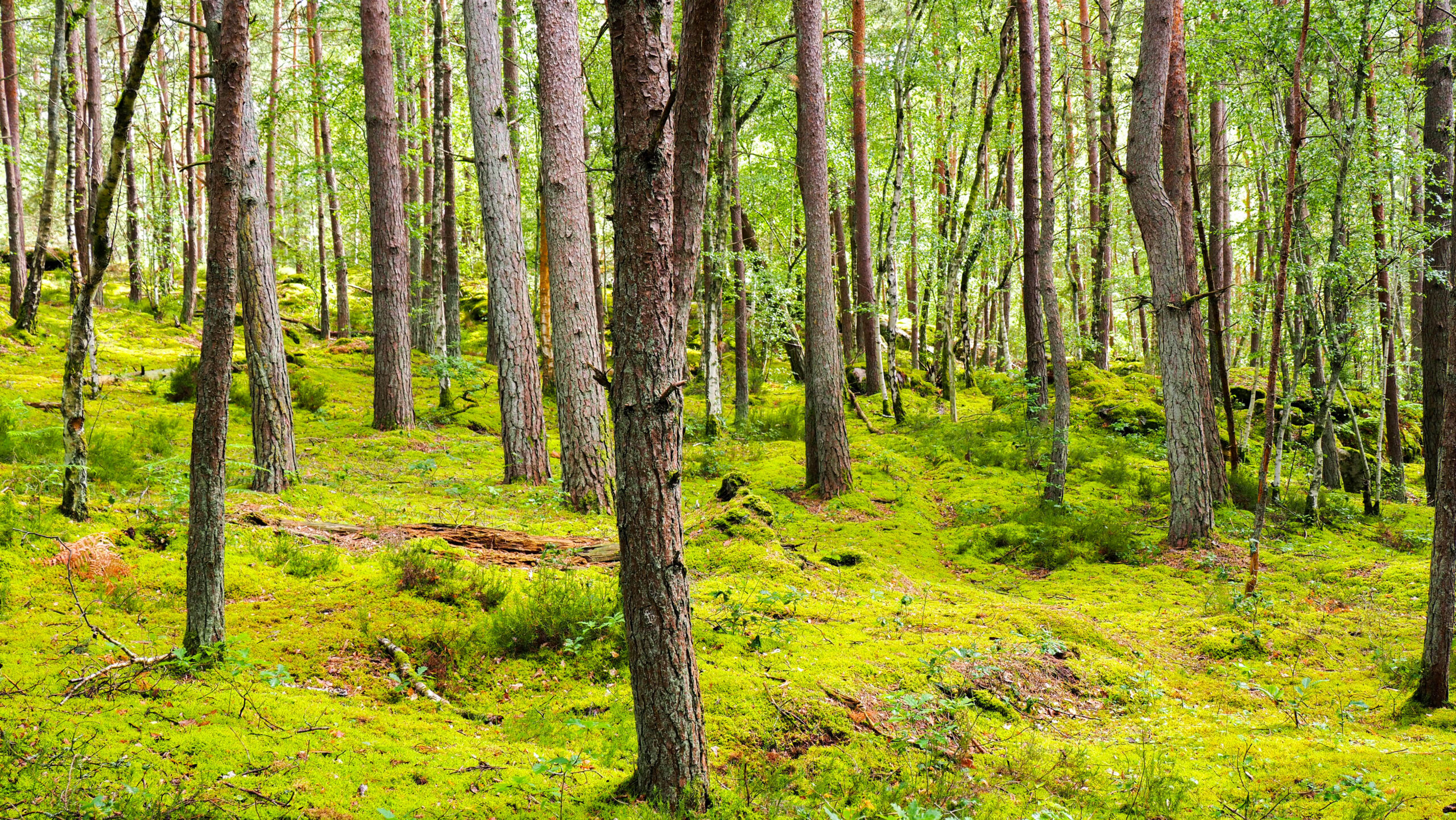 Forêt de Fontainebleau