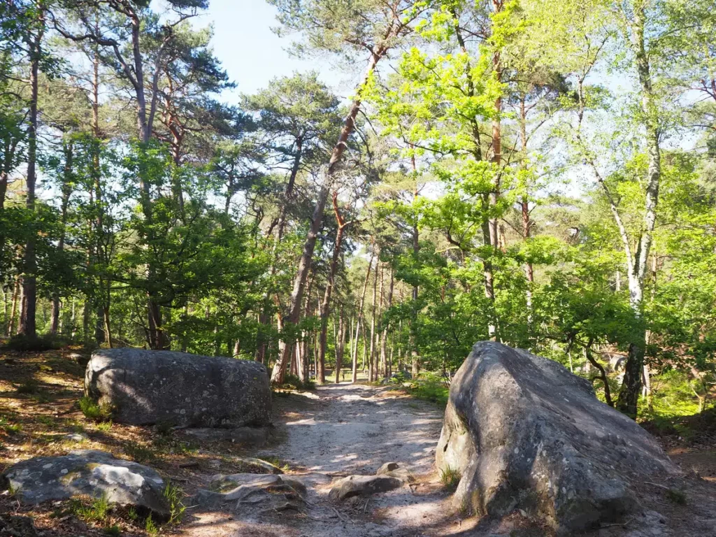 Foret de Fontainebleau Barbizon ©istock