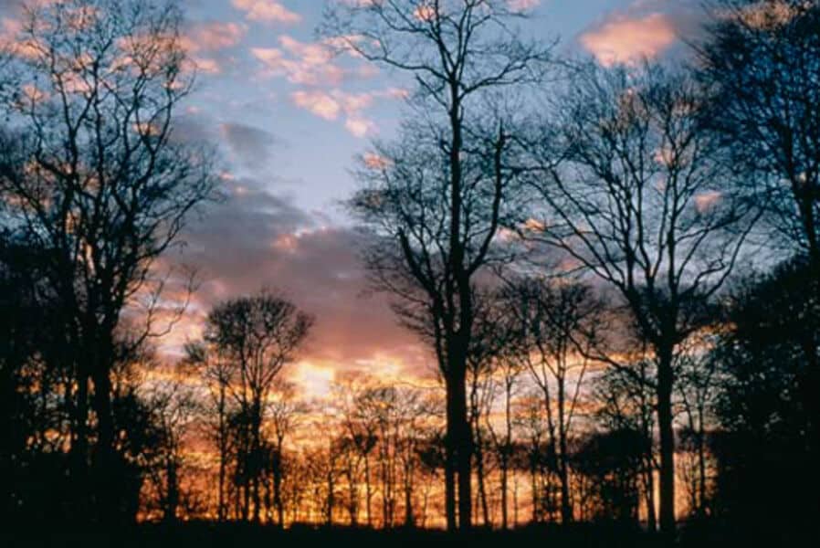 Forêt régionale de Rougeau © Fabrice Milochau