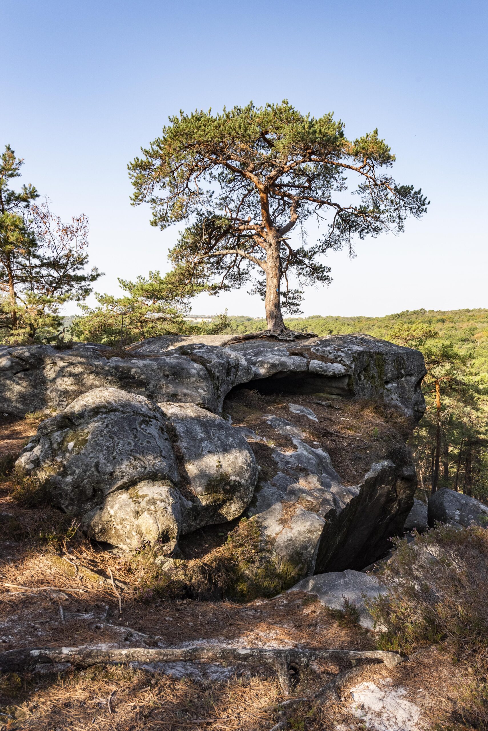 Forêt de la Commanderie à Larchant en Seine-et-Marne