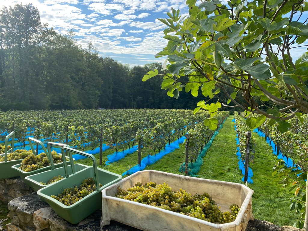 PHOTO vendanges vigne en vie domaine bois brillant guerard seine et marne