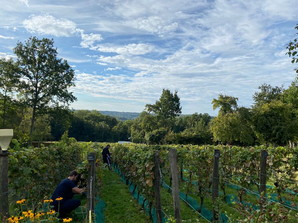 PHOTO vendanges vigne en vie domaine bois brillant guerard seine et marne