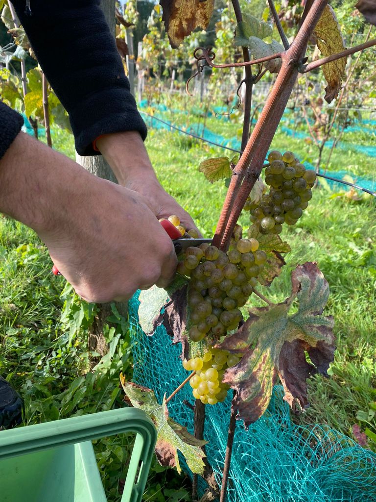 PHOTO vendanges vigne en vie domaine bois brillant guerard seine et marne