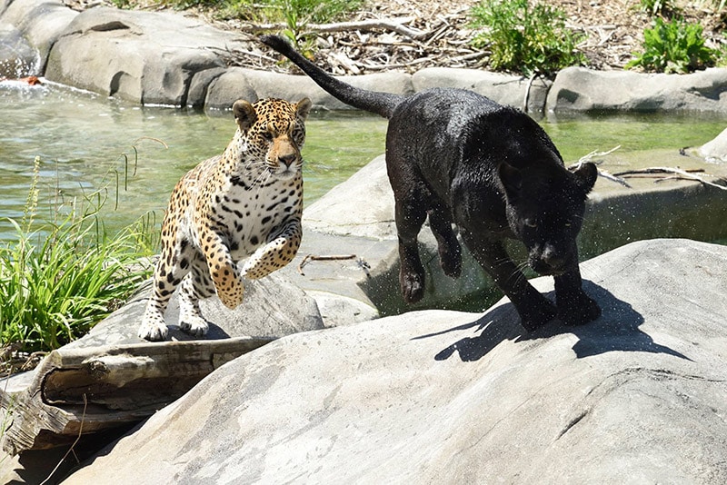 Parrot World Emma Ti Punch Jaguars©Jean Paul GERI