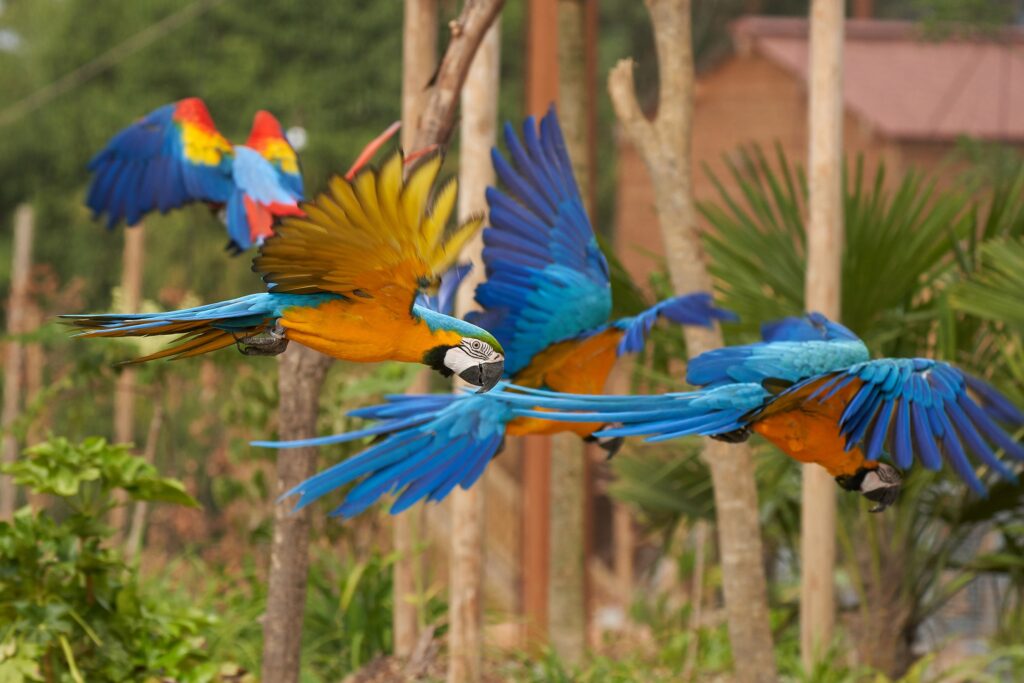 Parrot World Vol de Aras ©Stéphan BONNEAU dpi