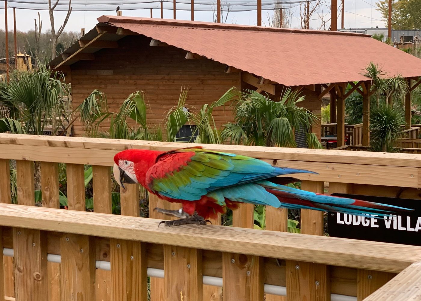 Parrot World perroquet lodge passerelle OTP x