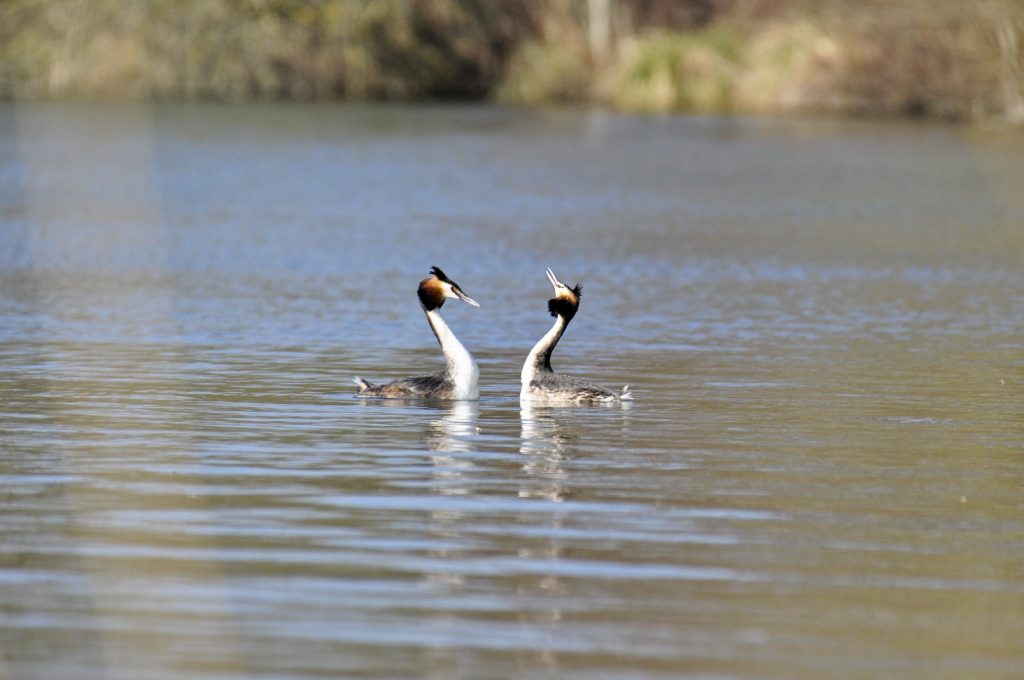 Reserve Naturelle Nationale de la Bassee © M Guillier – BD x