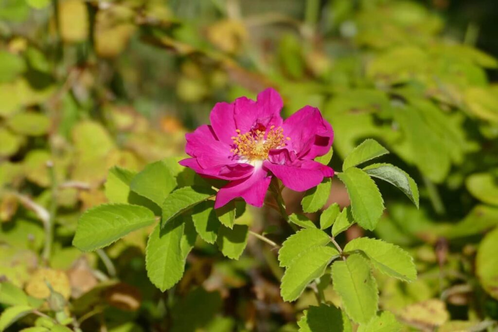 Rose Provins cred Julie Ruault