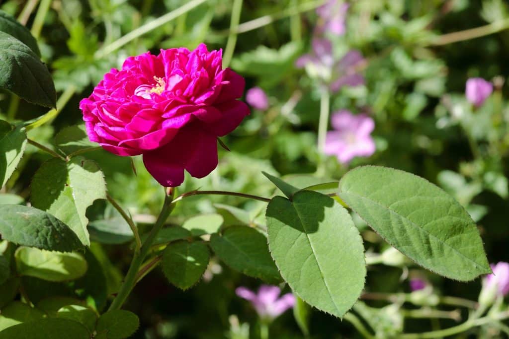 Rose de Rescht du jardin du musee cred Yvan Bourhis x