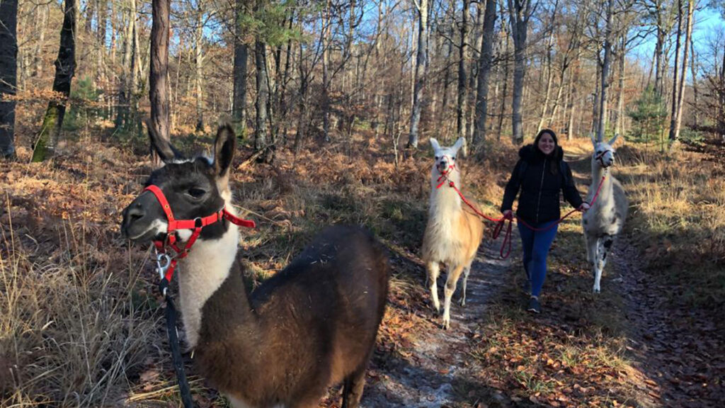 activite enfant randonnee lama fontainebleau