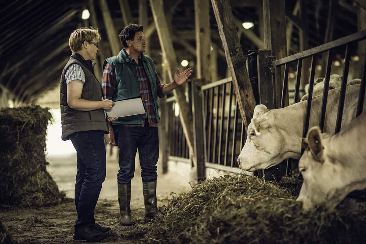 agriculteur vache etable