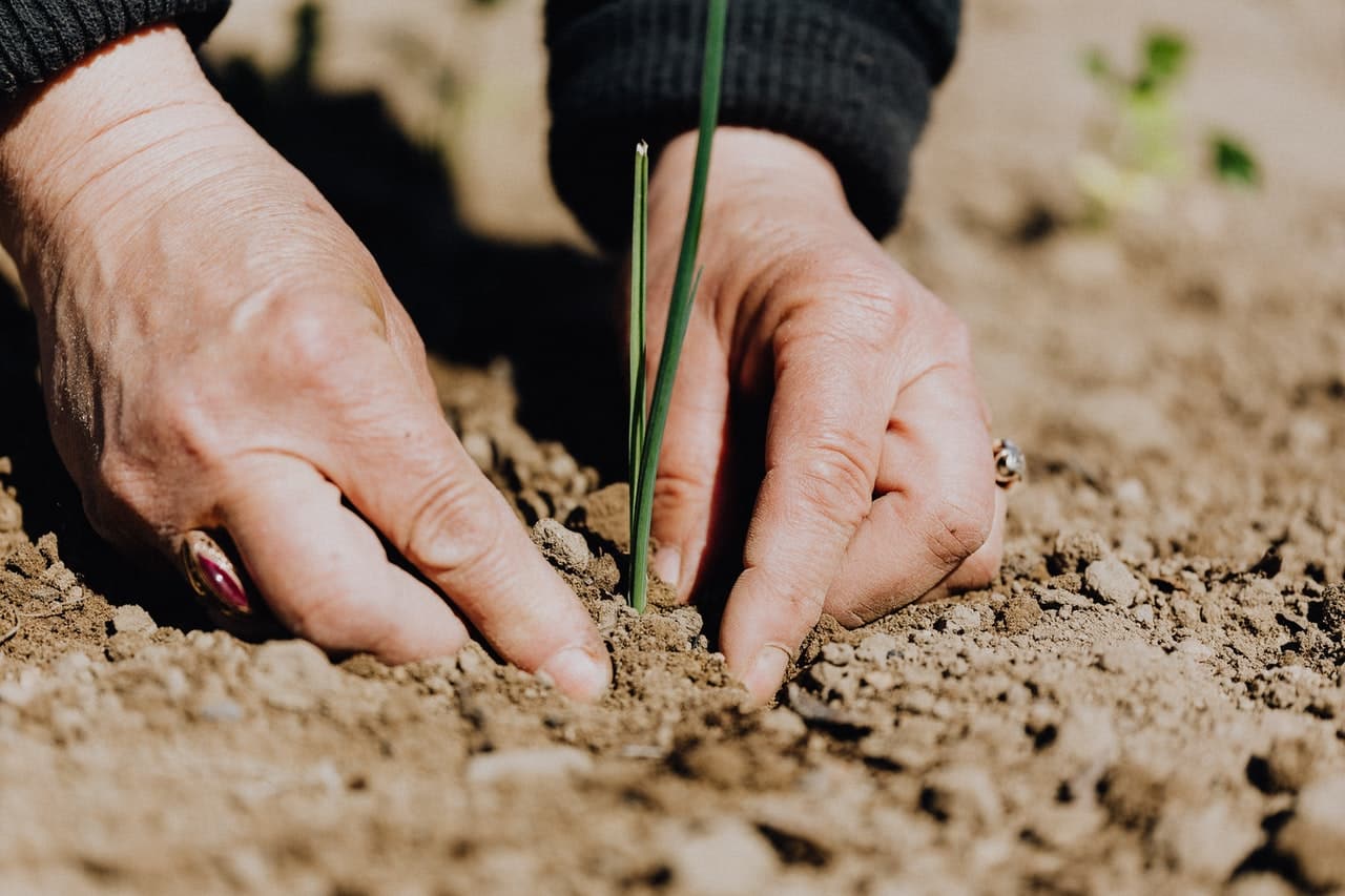 agriculture se vit en grand automne seine et marne pexels karolina grabowska