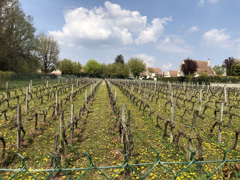 Sur les traces du moulin et des vignes