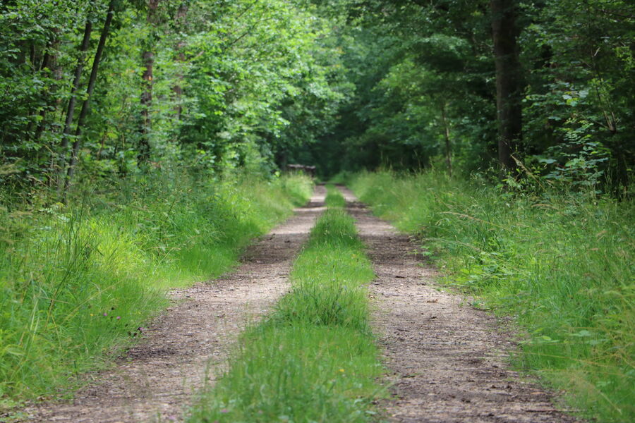 La Forêt de Barbeau