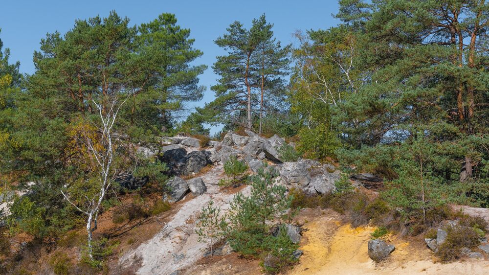 Boucle de la forêt communale de Nemours