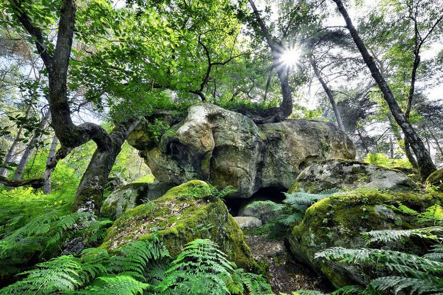 Stage photographique magie de la forêt