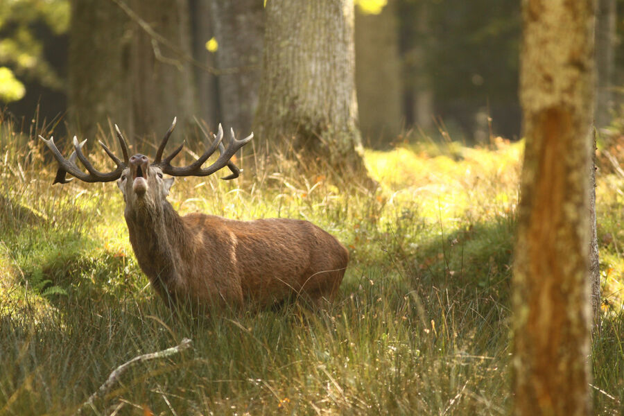 Visite sur la trace des animaux en forêt de Fontainebleau