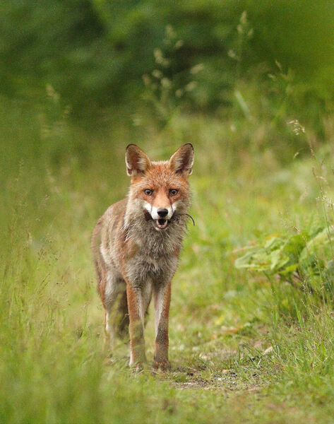 Visite sur la trace des animaux en forêt de Fontainebleau