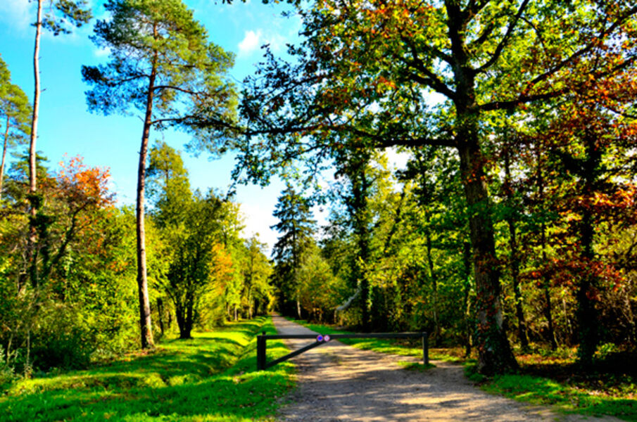 Forêt de Bréviande