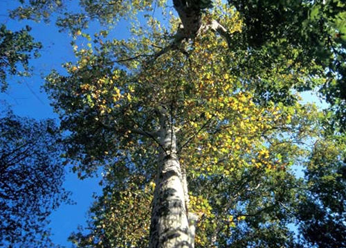 Forêt Domaniale de Champagne