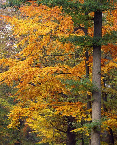 Forêt Domaniale de Crécy-la-Chapelle