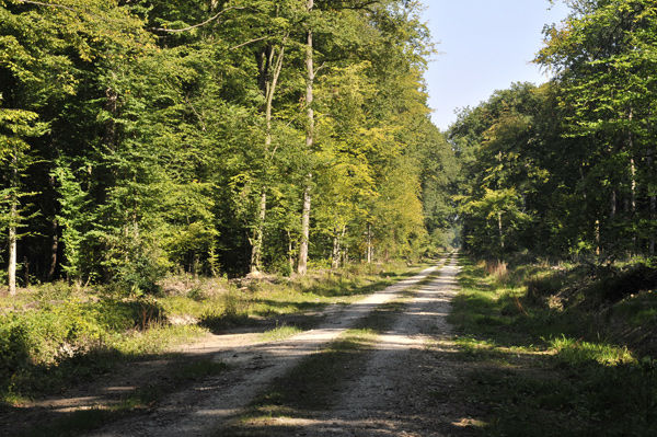 Forêt Domaniale de Jouy