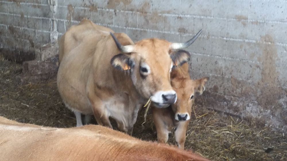 Ferme cueillette du Fourchet