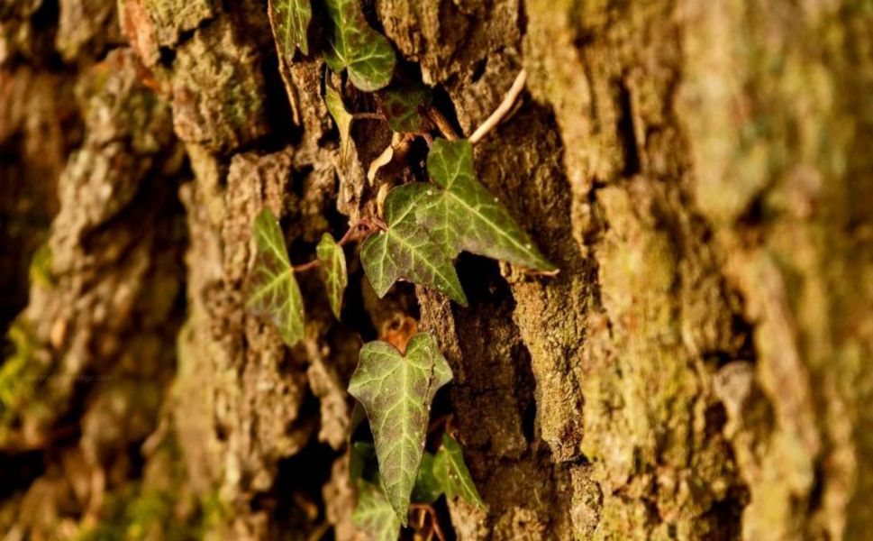 Forêt Domaniale de Sénart