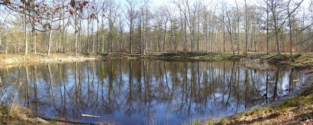 Sentier de la Mare aux Evées - Accessible PMR