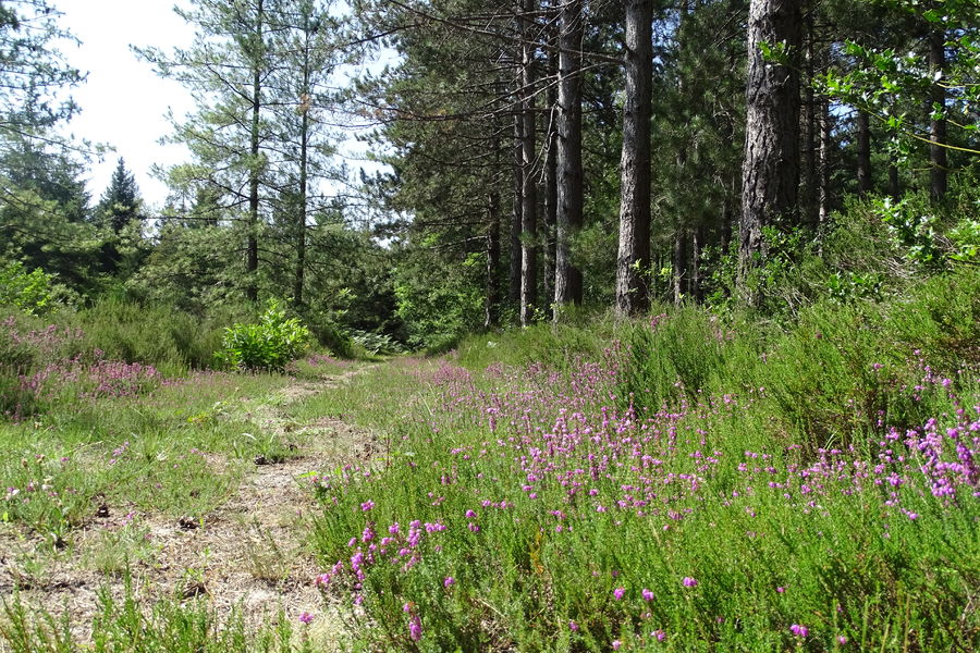 Sentier de l’Arboretum de Franchard - Accessible PMR