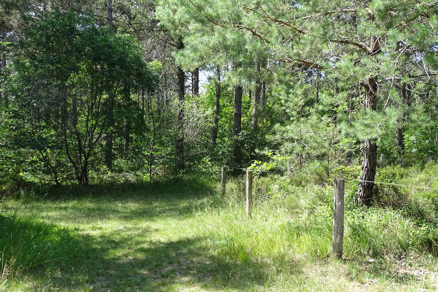 Sentier de l’Arboretum de Franchard - Accessible PMR