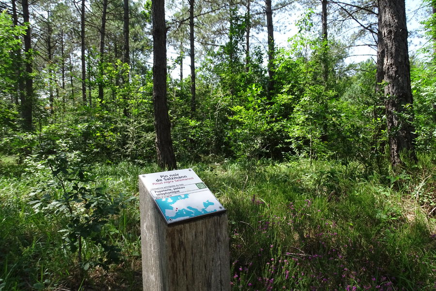 Sentier de l’Arboretum de Franchard - Accessible PMR