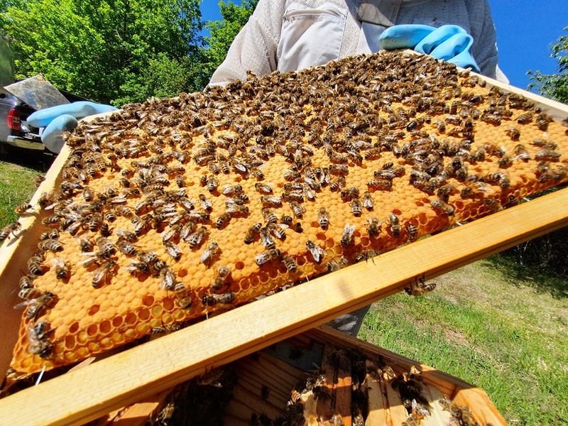 Le Rucher l'Or de la Vallée Javot