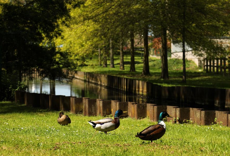 Balade le long de la Beuvronne et du canal de l'Ourcq - Gressy