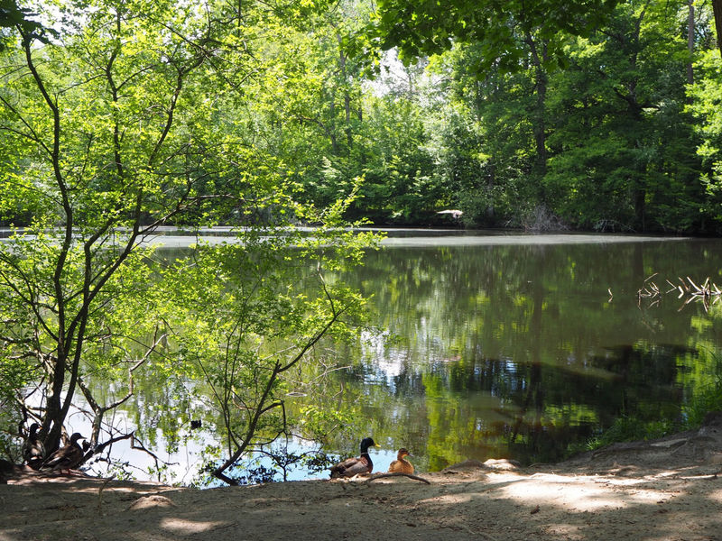 Sentier du Rocher Canon et de la Mare aux Evées