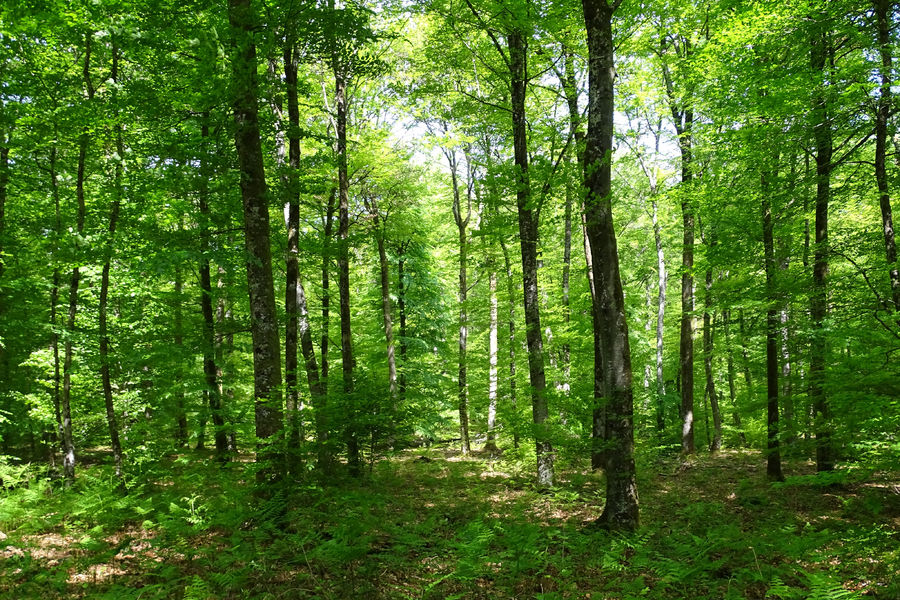 Sentier de la Faisanderie - Accessible PMR