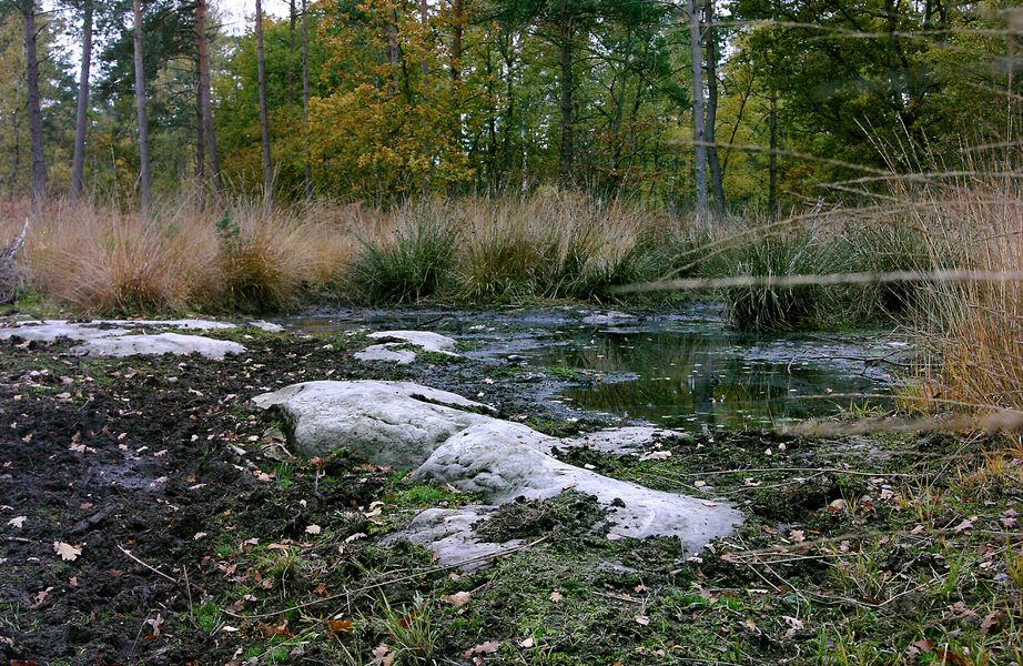 Sentier de la Plaine  de la Haute Borne - Accessible PMR