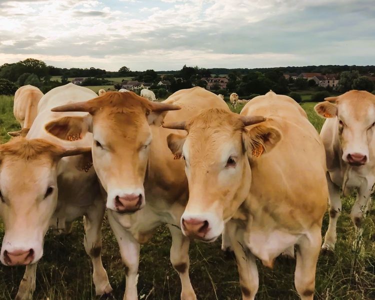 La Ferme de la Recette