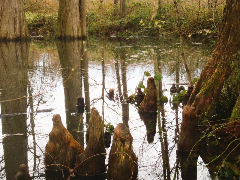 Arbres Remarquables : les cyprès chauves du bois de Saint-Denis