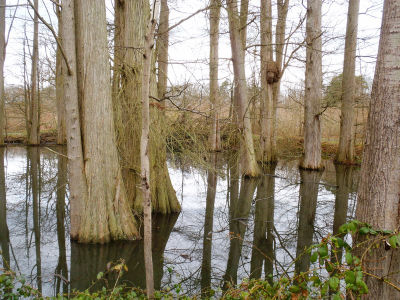 Arbres Remarquables : les cyprès chauves du bois de Saint-Denis