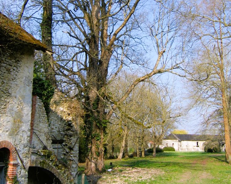 Arbre remarquable : l'érable sycomore du Domaine de la Salle