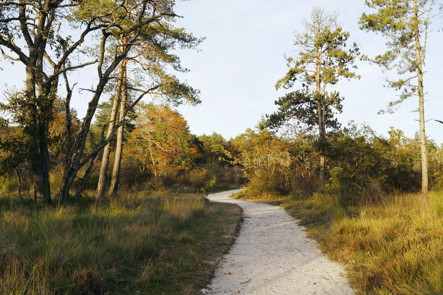 Sentier de la Faisanderie - Accessible PMR