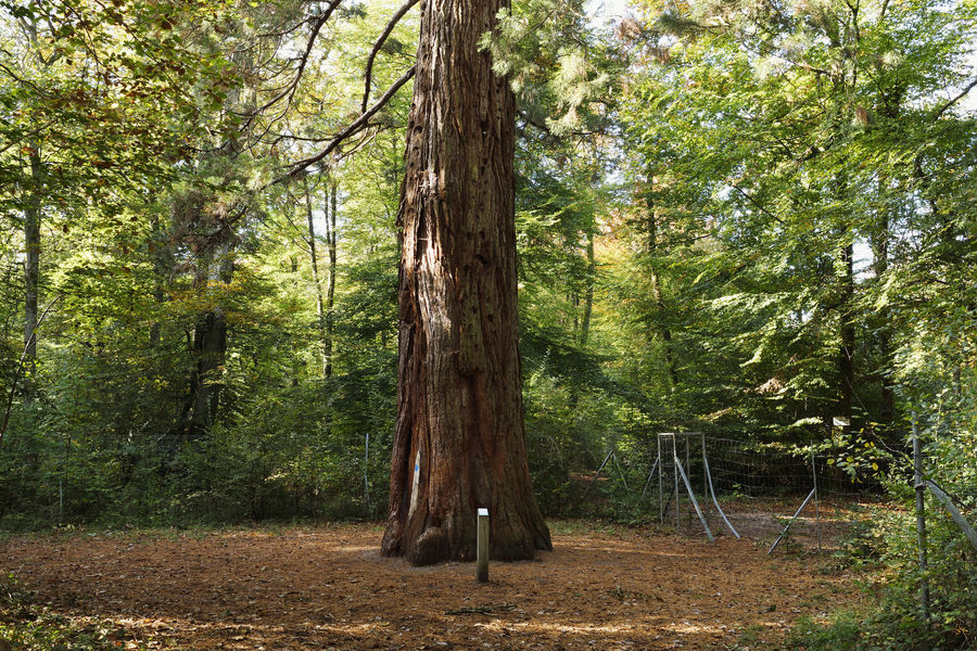 Sentier de l’Arboretum de Franchard - Accessible PMR