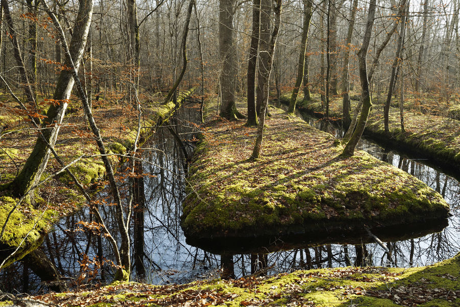 Sentier de la Mare aux Evées - Accessible PMR