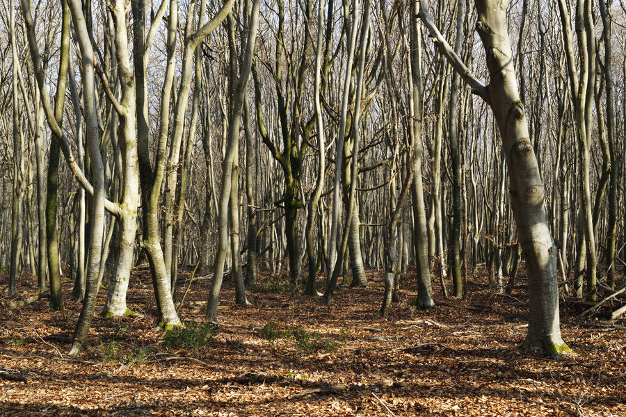 Sentier du Bouquet du Roi - Accessible PMR